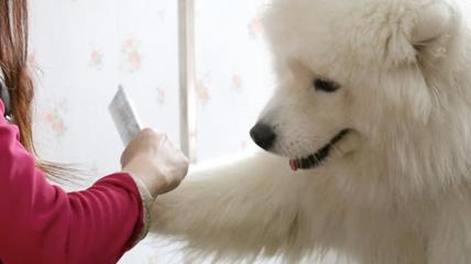 “寵物經(jīng)濟(jì)”也瘋狂 掘金千億藍(lán)海，寵物服務(wù)如何引領(lǐng)消費(fèi)新風(fēng)尚？