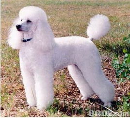 專業(yè)寵物美容師，為你的愛寵量身定制獨(dú)一無二的美麗體驗(yàn)