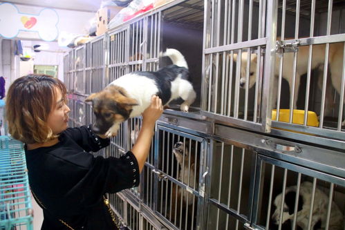 蘇州長假寵物寄養生意火爆，高端服務成新趨勢