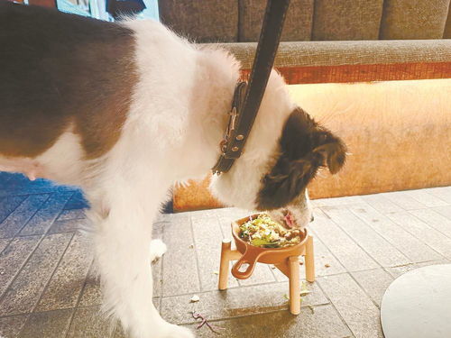 成都寵物友好餐廳受歡迎 寵物服務成城市新風尚