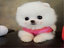 本溪博美犬領(lǐng)養(yǎng)指南 開啟寵物生活新篇章